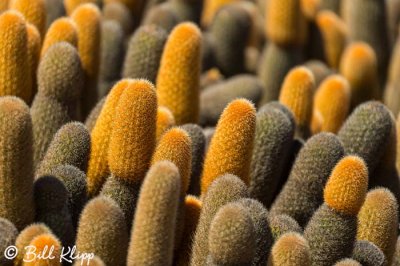 Lava Cactus, Fernandina Island  1