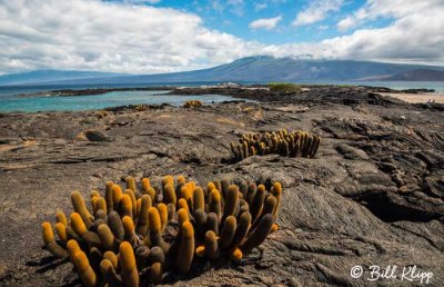 Lava Cactus, Fernandina Island  2