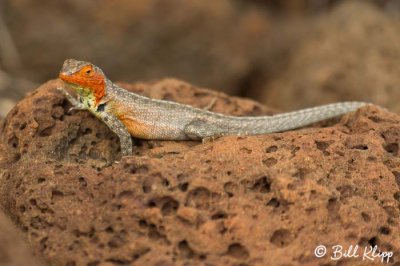 Lava Lizard, Cerro Dragon  1