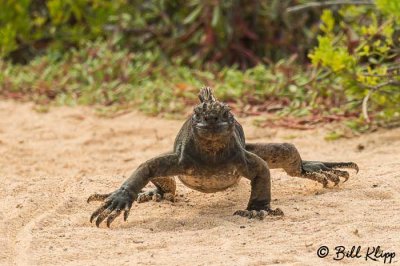 Marine Iguana, Cerro Dragon  6