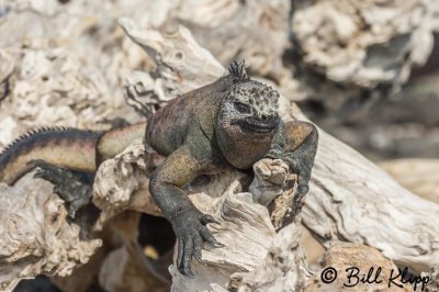 Marine Iguana, Fernandina Island  3