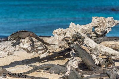 Marine Iguana, Fernandina Island  4