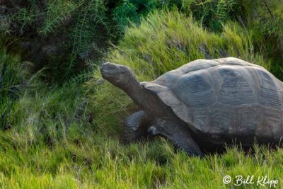 Giant Tortoise, Isabela Island  1