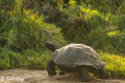 Giant Tortoise, Isabela Island  2