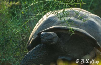 Giant Tortoise, Isabela Island  3