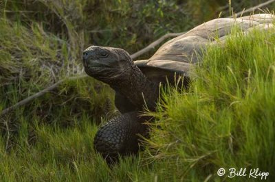 Giant Tortoise, Isabela Island  4
