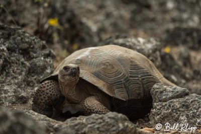 Giant Tortoise, Isabela Island  5