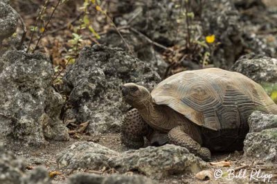 Giant Tortoise, Isabela Island  6