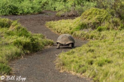 Giant Tortoise, Isabela Island  7