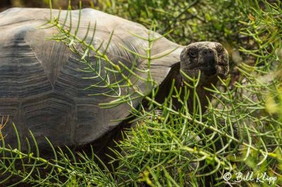 Giant Tortoise, Isabela Island  8