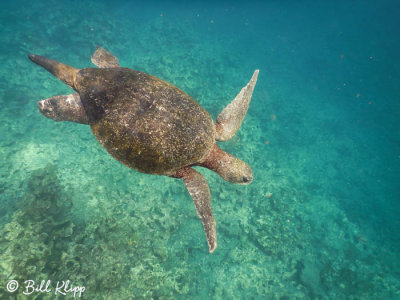 Green Sea Turtle, Isabela Island  1