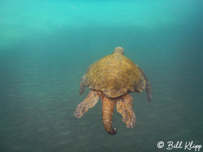 Green Sea Turtle, Isabela Island  4