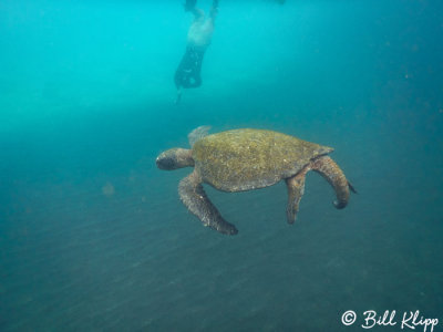 Green Sea Turtle, Isabela Island  5