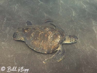 Green Sea Turtle, Isabela Island  6