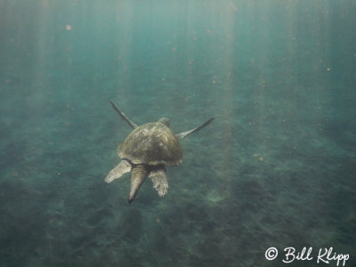Green Sea Turtle, Isabela Island  7