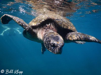 Green Sea Turtle, Isabela Island  8