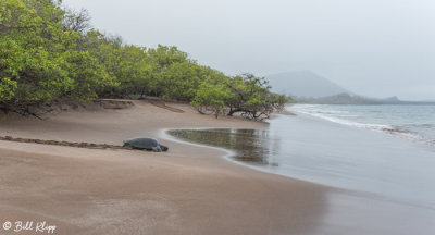 Green Sea Turtle, Playa Espumilla  1
