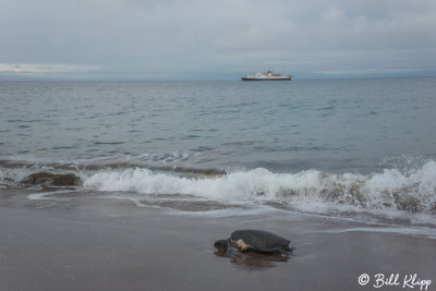 Green Sea Turtle, Playa Espumilla  2