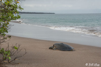 Green Sea Turtle, Playa Espumilla  3