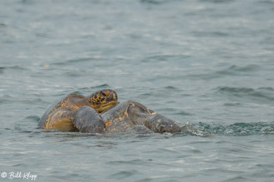 Green Sea Turtles Mating, Playa Espumilla  6