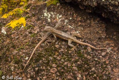 Lava Lizard, Cerro_Brujo, San Cristobal  2