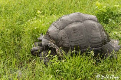 Galapagos Giant Tortoise, Cerro Mesa  1