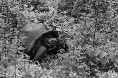 Galapagos Giant Tortoise, Cerro Mesa  2