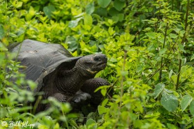 Galapagos Giant Tortoise, Cerro Mesa  3