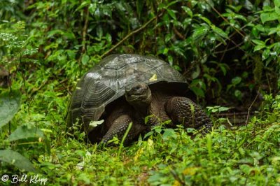 Galapagos Giant Tortoise, El Manzanillo, Santa Cruz  1