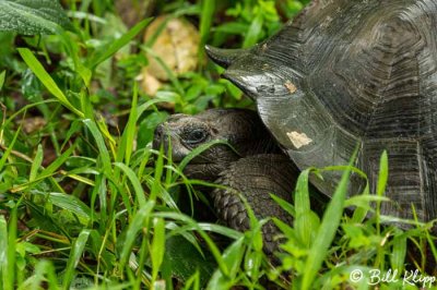 Galapagos Giant Tortoise, El Manzanillo, Santa Cruz  2