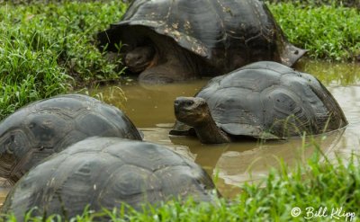 Galapagos Giant Tortoises, El Manzanillo, Santa Cruz  3