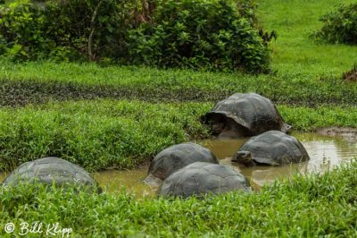 Galapagos Giant Tortoises, El Manzanillo, Santa Cruz  4