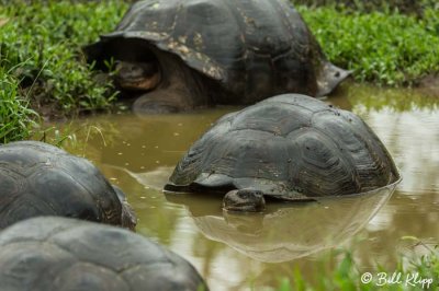 Galapagos Giant Tortoises, El Manzanillo, Santa Cruz  5