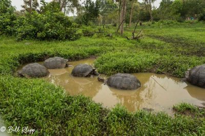 Galapagos Giant Tortoises, El Manzanillo, Santa Cruz  7