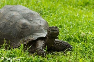 Galapagos Giant Tortoise, El Manzanillo, Santa Cruz  8