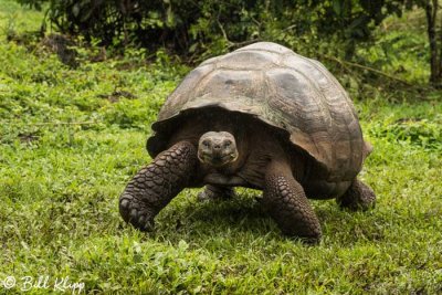 Galapagos Giant Tortoise, El Manzanillo, Santa Cruz  11