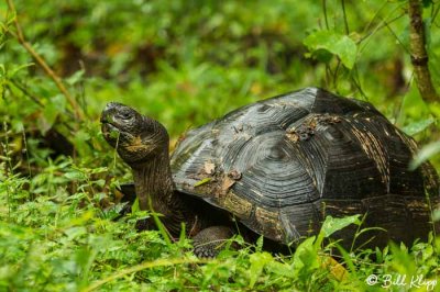 Galapagos Giant Tortoise, El Manzanillo, Santa Cruz  12