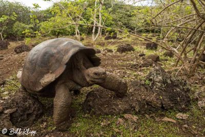 Galapagos Giant Tortoise, Puerto_Baquerizo, Santa Cruz  1