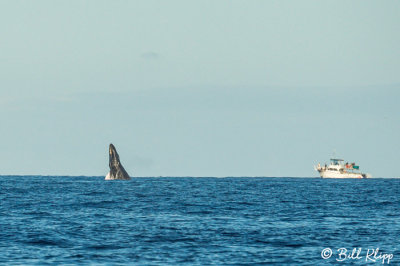Humpback Whale Breaching  5