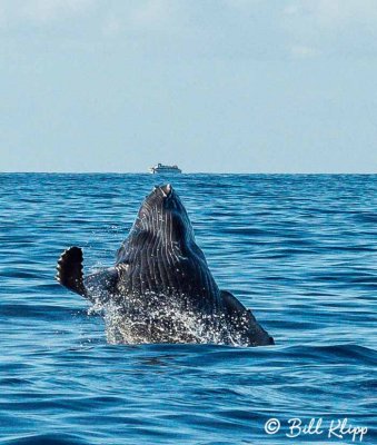 Humpback Whale Breaching  6