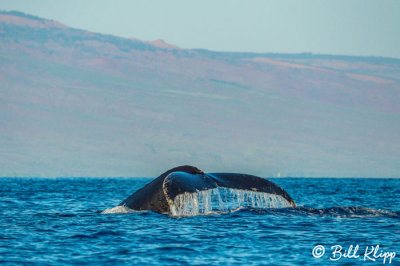 Humpback Whale Fluke 4