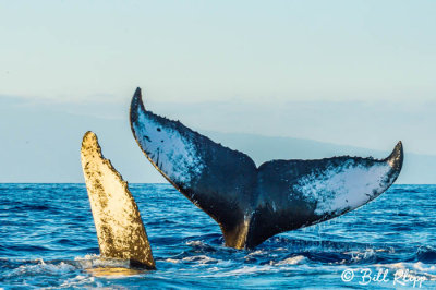 Humpback Whale Pec & Tail 1