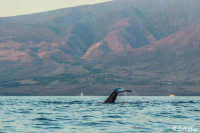 Humpback Whale Fluke  3