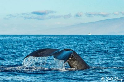 Humpback Whale Fluke  1