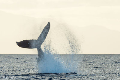 Humpback Whale Tail Throw  3