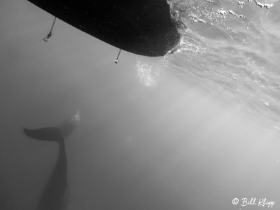 Humpback Whale Underwater  1