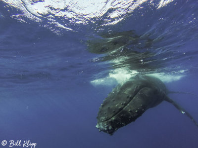 Humpback Whale Underwater  4