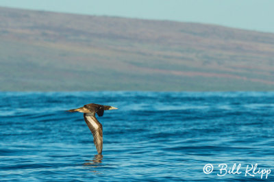 Brown Booby  1