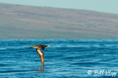 Brown Booby 1