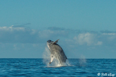 Humpback Whale Breaching  3